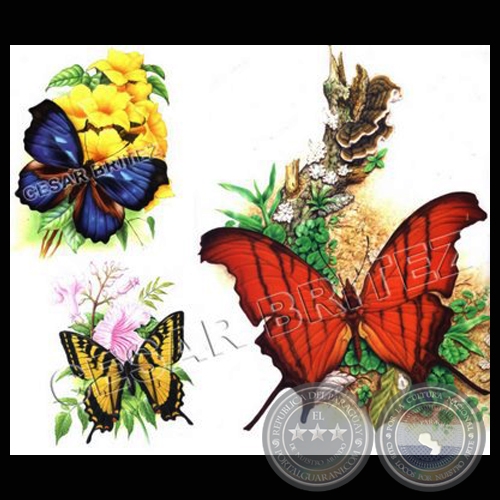 MARIPOSAS - Ilustración de César Brítez